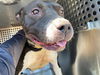 adoptable Dog in , AZ named VENUS