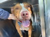 adoptable Dog in , AZ named ZIGGY