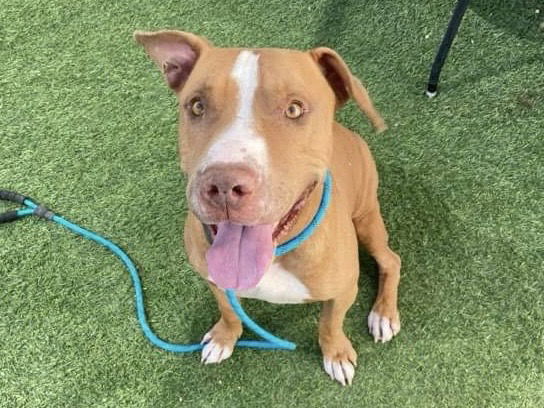 adoptable Dog in Phoenix, AZ named ZIGGY