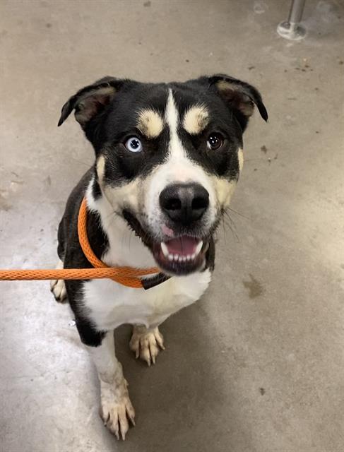 adoptable Dog in Phoenix, AZ named LEVI