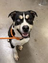 adoptable Dog in phoenix, AZ named LEVI