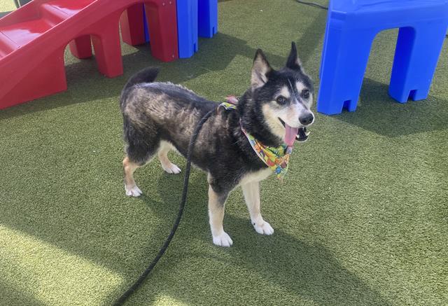 adoptable Dog in Phoenix, AZ named ROGER