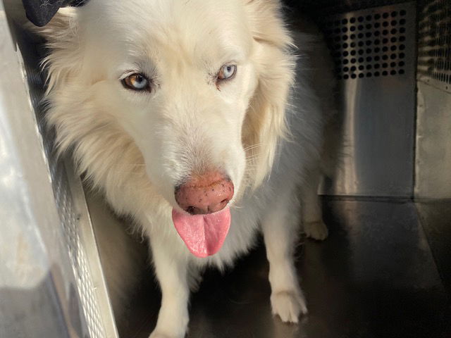 adoptable Dog in Phoenix, AZ named FALKOR