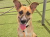 adoptable Dog in phoenix, AZ named EILISH