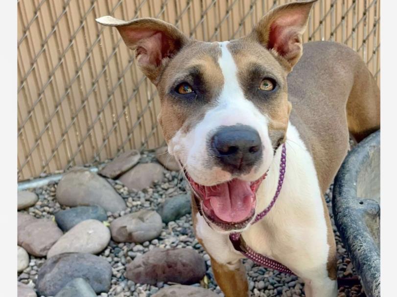 adoptable Dog in Phoenix, AZ named PETRA