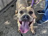 adoptable Dog in phoenix, AZ named BERTHA