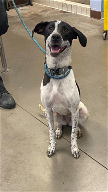 adoptable Dog in Phoenix, AZ named MARCY