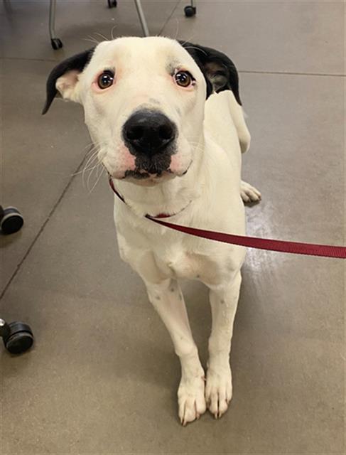 adoptable Dog in Phoenix, AZ named WEDNESDAY