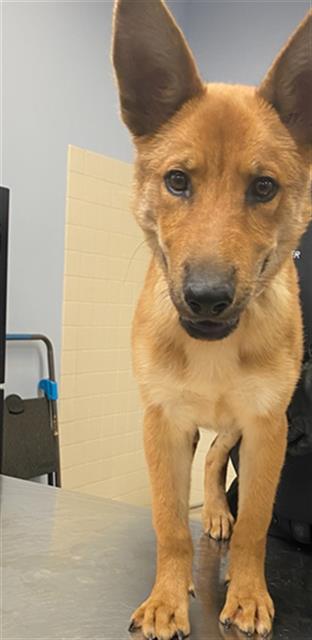 adoptable Dog in Phoenix, AZ named CORY