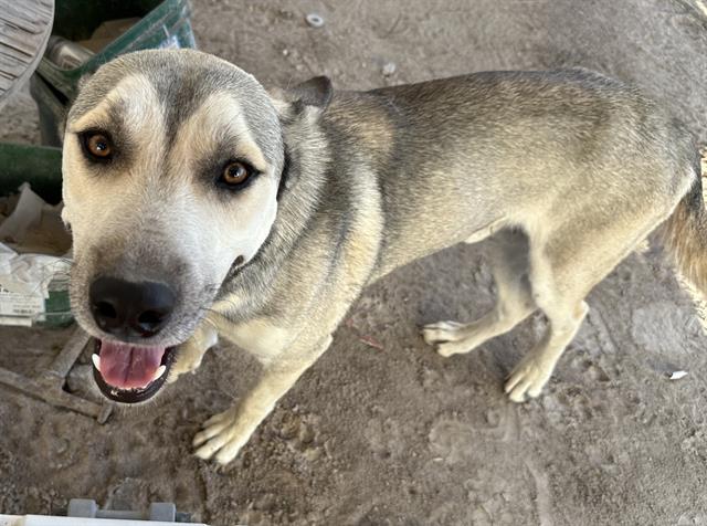 adoptable Dog in Phoenix, AZ named BASIL