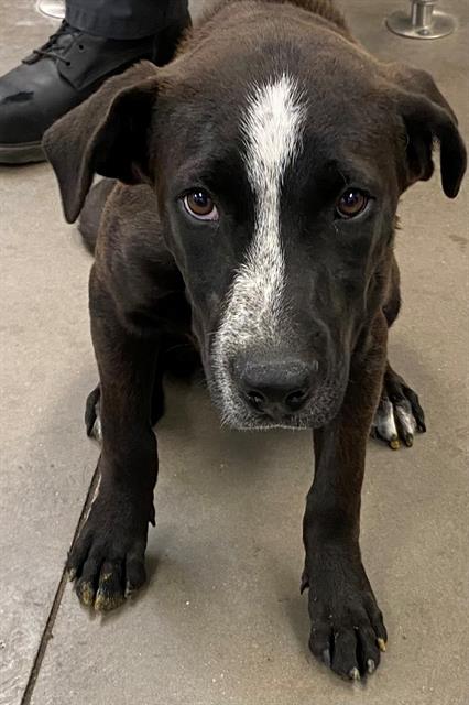 adoptable Dog in Phoenix, AZ named QUINN