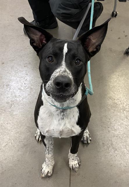 adoptable Dog in Phoenix, AZ named GUCCI