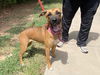 adoptable Dog in , AZ named SALLY