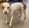 adoptable Dog in Phoenix, AZ named IDA