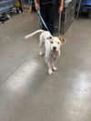 adoptable Dog in , AZ named TOM FORD