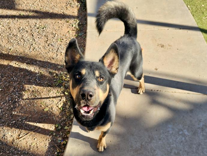 adoptable Dog in Phoenix, AZ named MARC JACOBS