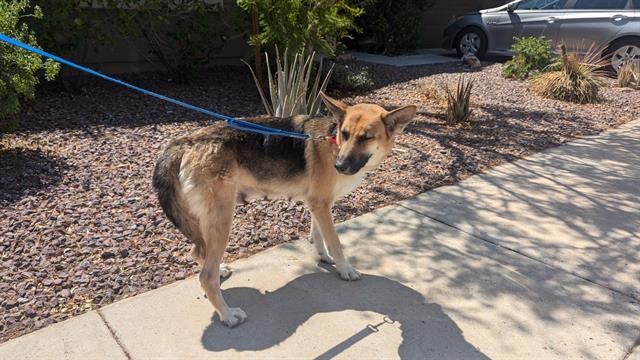 adoptable Dog in Phoenix, AZ named MONA LISA