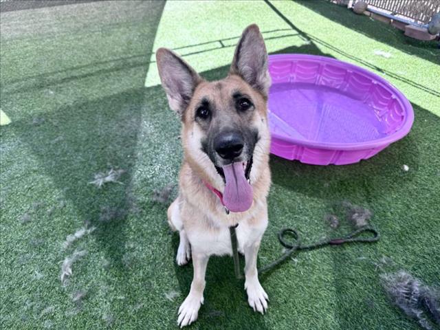 adoptable Dog in Phoenix, AZ named MONA LISA