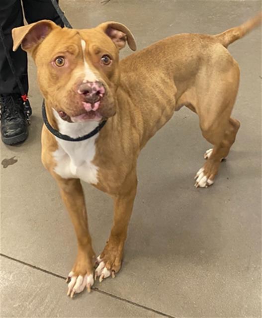 adoptable Dog in Phoenix, AZ named CALVIN KLEIN