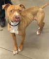 adoptable Dog in , AZ named CALVIN KLEIN