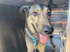 adoptable Dog in , AZ named CHRISTIAN