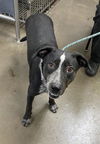 adoptable Dog in , AZ named VERA WANG