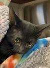 adoptable Cat in Phoenix, AZ named THOR