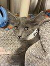 adoptable Cat in , AZ named IVY WINTERS