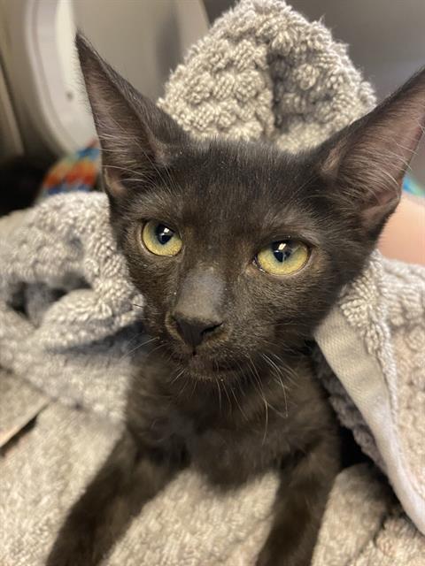 adoptable Cat in Phoenix, AZ named ARTIE