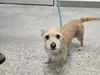 adoptable Dog in , AZ named NUGGET