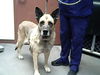 adoptable Dog in , AZ named JEANNA