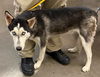 adoptable Dog in , AZ named GREG