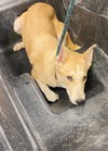 adoptable Dog in , AZ named MOLLY