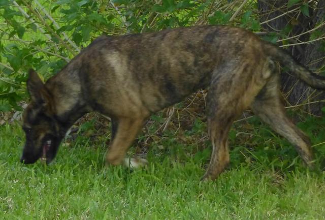 adoptable Dog in Phoenix, AZ named JACOB