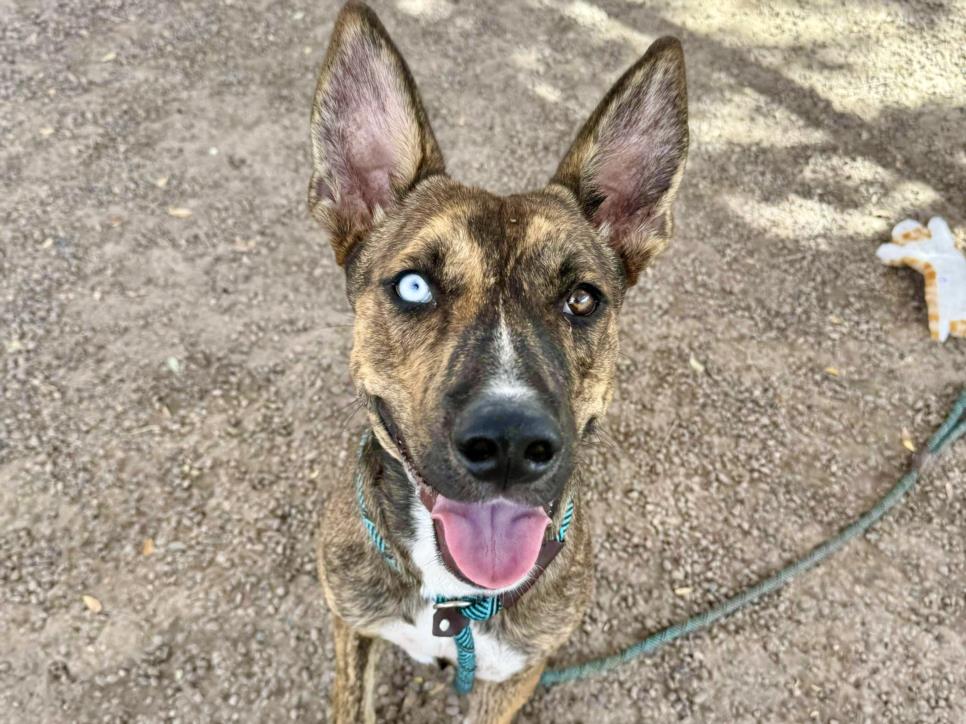 adoptable Dog in Phoenix, AZ named JACOB