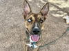 adoptable Dog in , AZ named JACOB