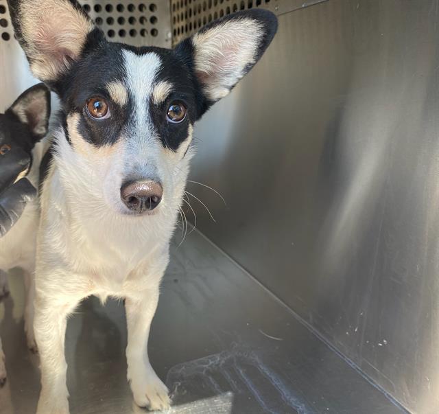 adoptable Dog in Phoenix, AZ named TINY