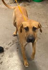 adoptable Dog in , AZ named MARY KATE