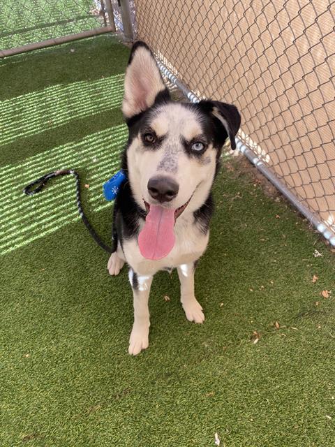 adoptable Dog in Phoenix, AZ named VALENTINO