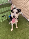 adoptable Dog in , AZ named VALENTINO