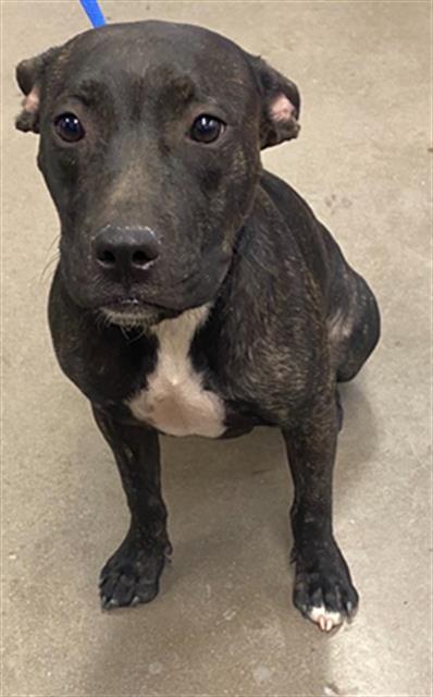 adoptable Dog in Phoenix, AZ named GIGI