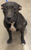 adoptable Dog in , AZ named GIGI