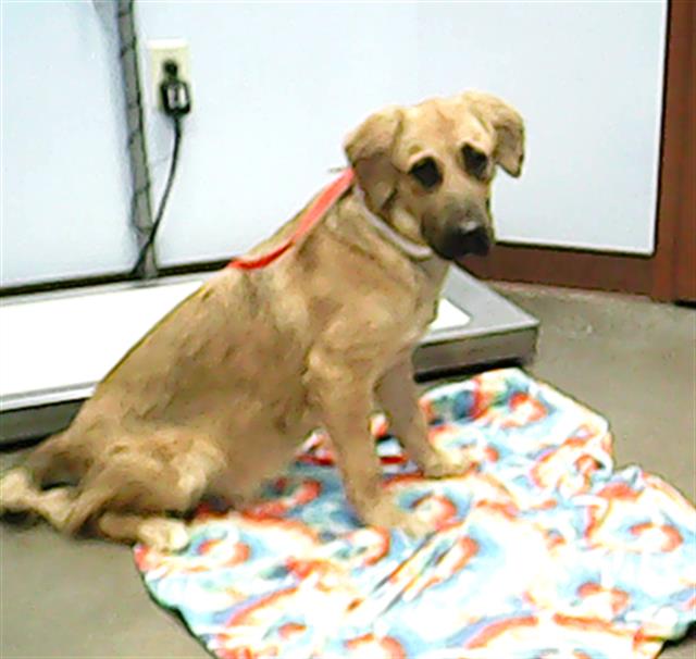 adoptable Dog in Phoenix, AZ named LAYLA