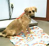 adoptable Dog in , AZ named LAYLA