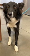 adoptable Dog in , AZ named RICKY