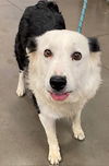 adoptable Dog in Phoenix, AZ named VIOLET