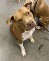 adoptable Dog in , AZ named IVY