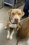 adoptable Dog in Phoenix, AZ named VIN DIESEL