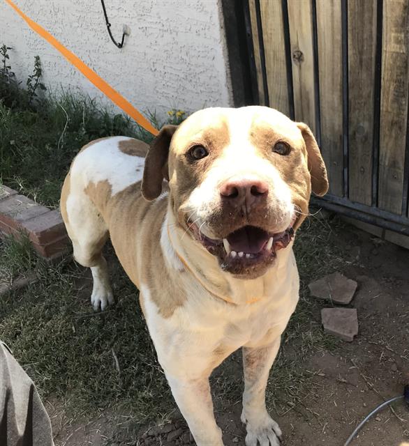 adoptable Dog in Phoenix, AZ named MAX