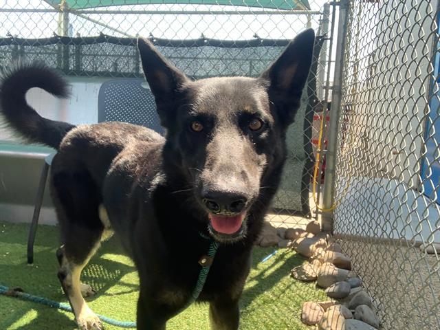 adoptable Dog in Phoenix, AZ named GOKU